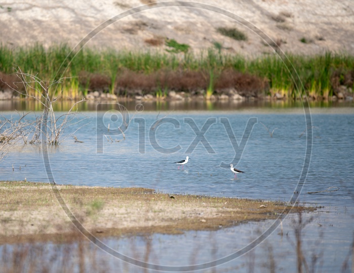 Birds In The Reservoir Of Toopran