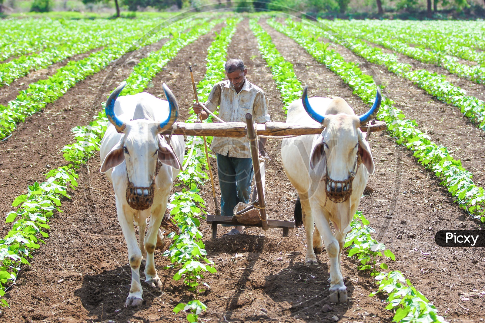 Indian Farmer Ploughing in  Cotton Field  with Bullocks