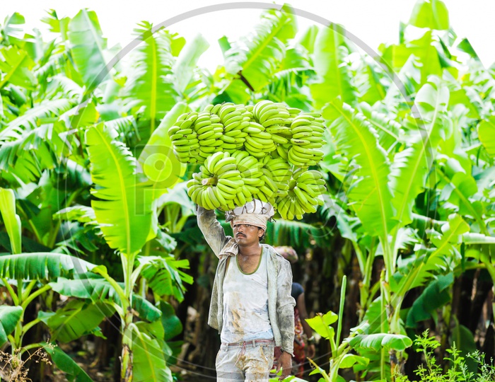 Farmer Carrying Bananas