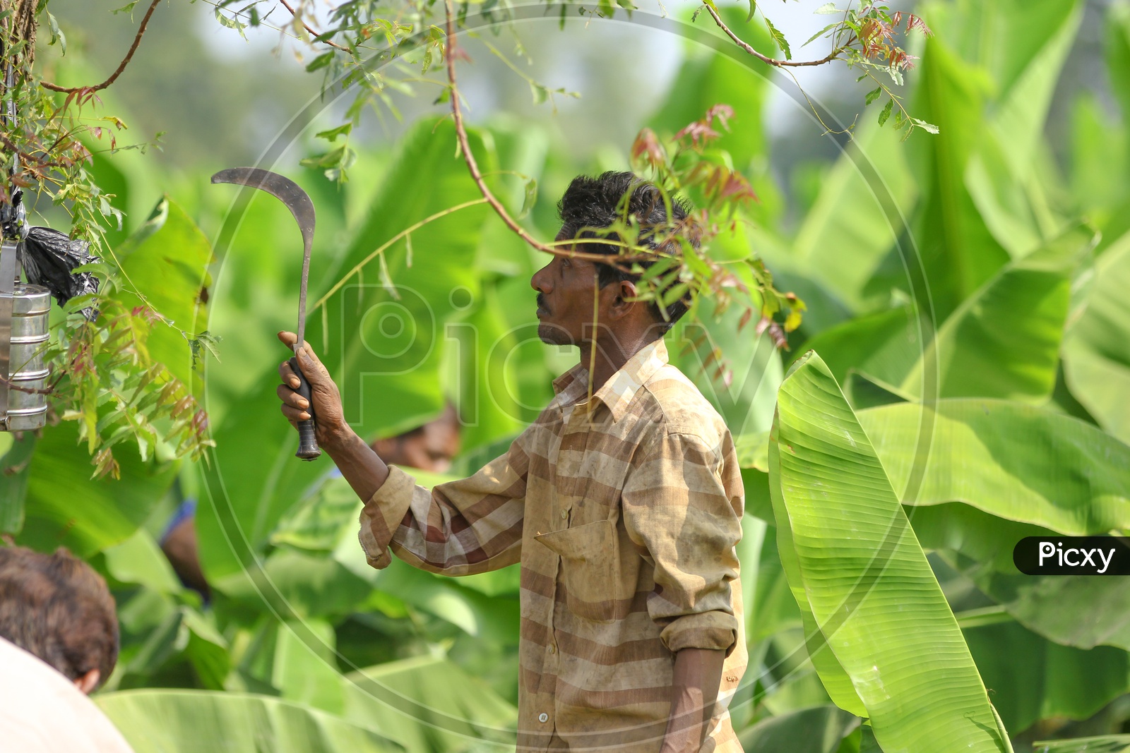Indian Farmer In a Banana Farm Field