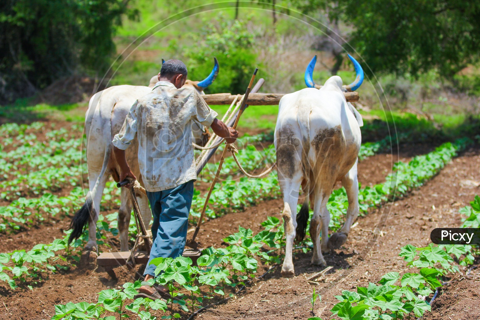 An Indian Farmer Ploughing  Agricultural  Field With Bullocks