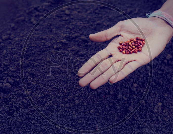 Pigeon Pea  Seeds in a Farmers Hand For Seeding in Soil