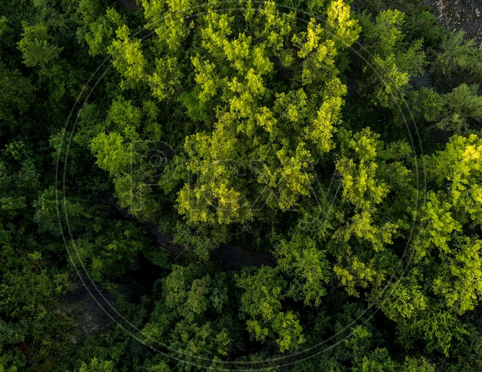 Trees and Greenery