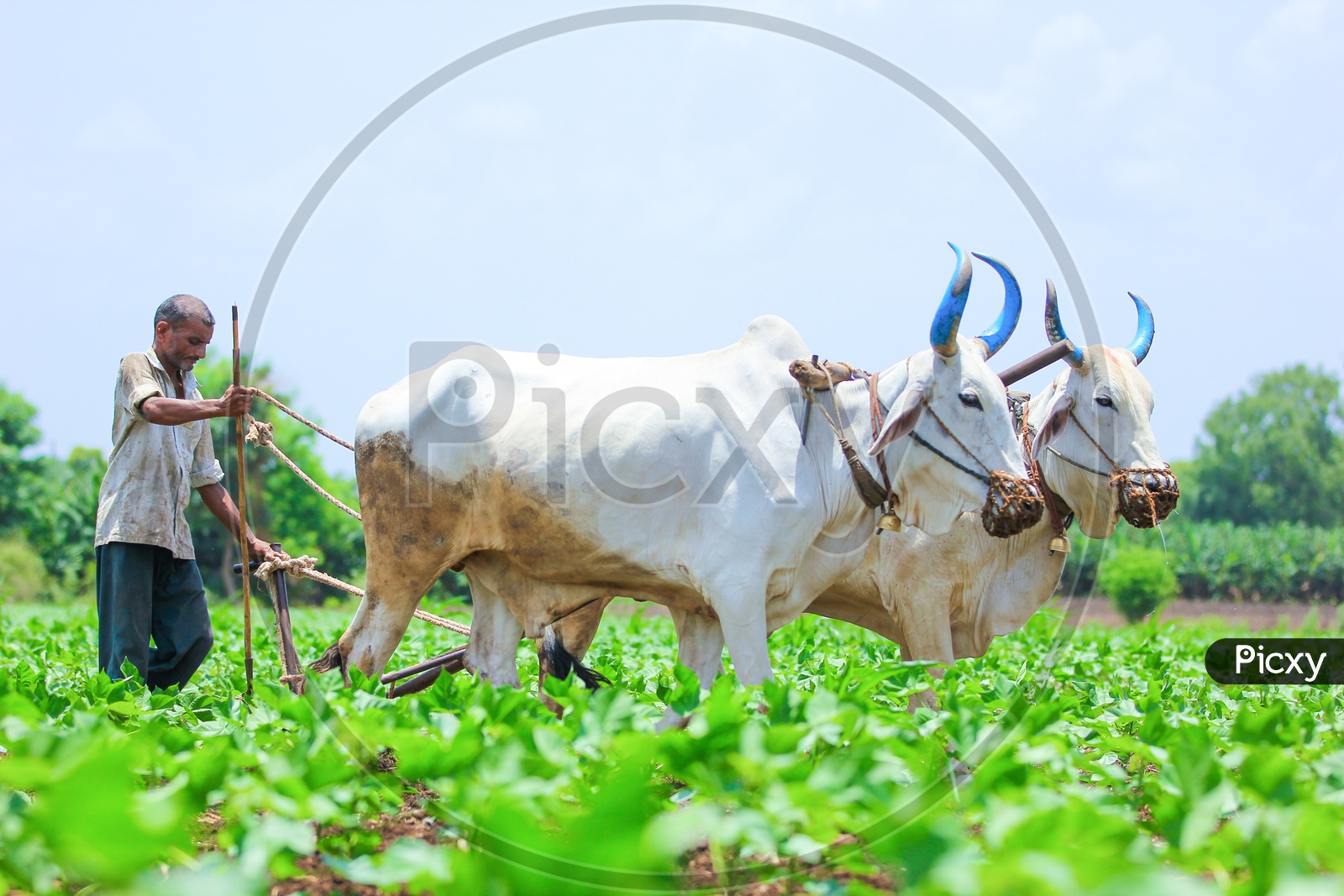 indian farmer ploughing clipart