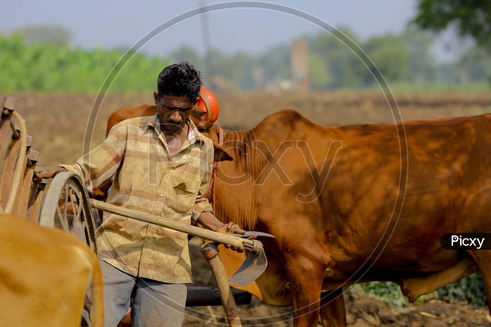 Farmer With Agricultural Tools In farming Field