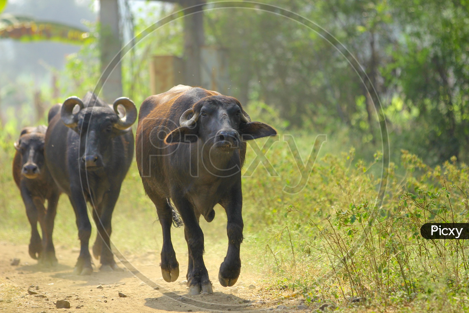 Indian   Cattle / Cow / Buffaloes in Rural Villages