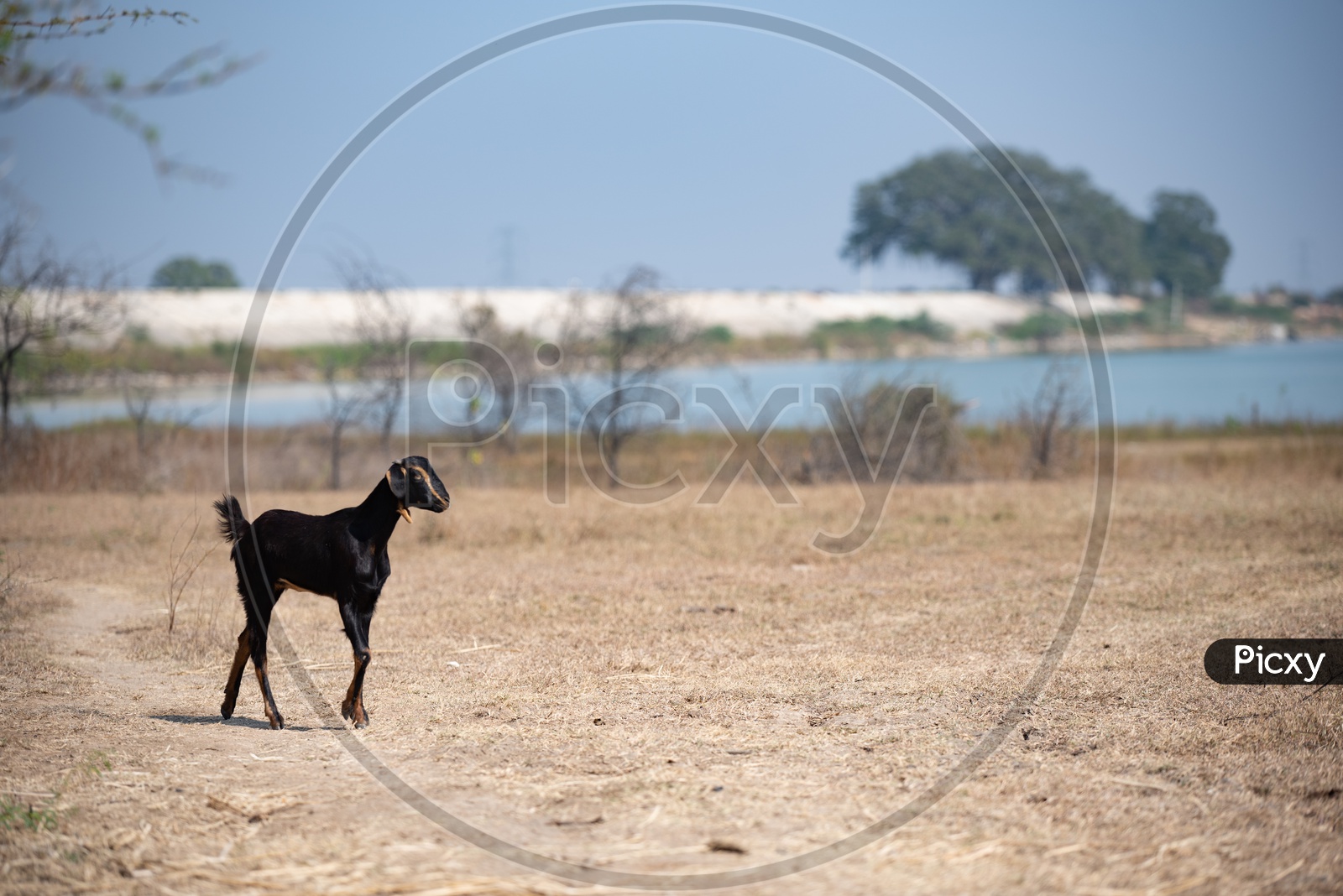 Goat in Villages Of Telangana