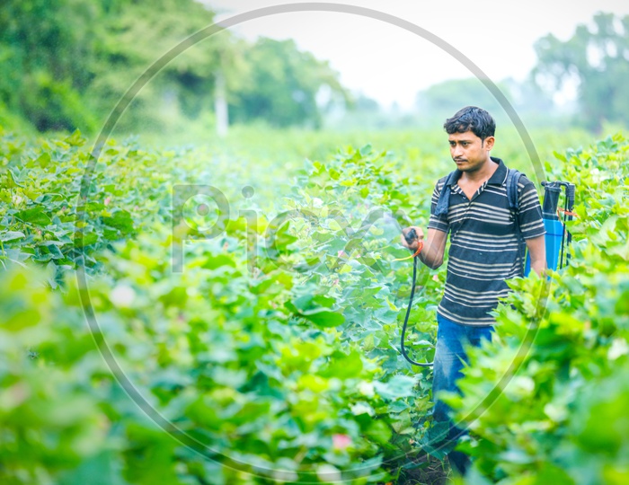 Indian Farmers Spraying Pesticides in Cotton Farming Field