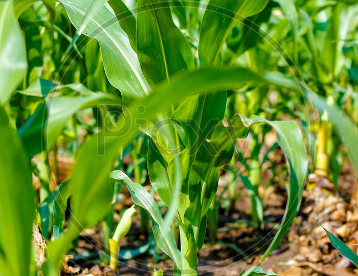 Maize Crop in Farming Field