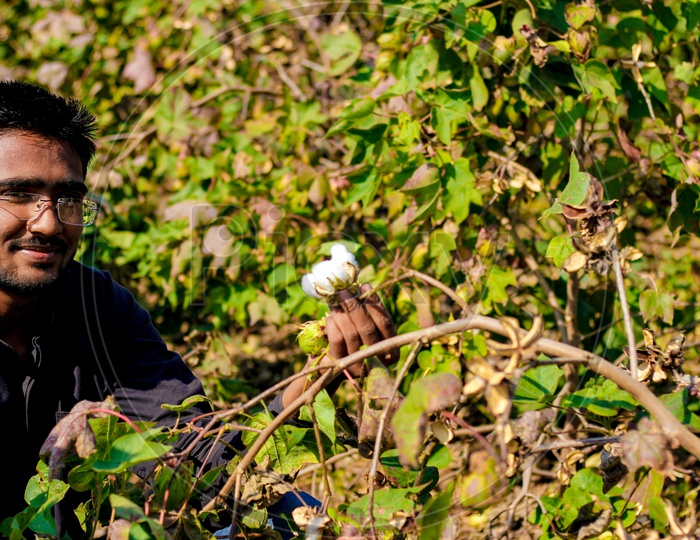 A Young Indian Man With Cotton Flower in Hand In Field