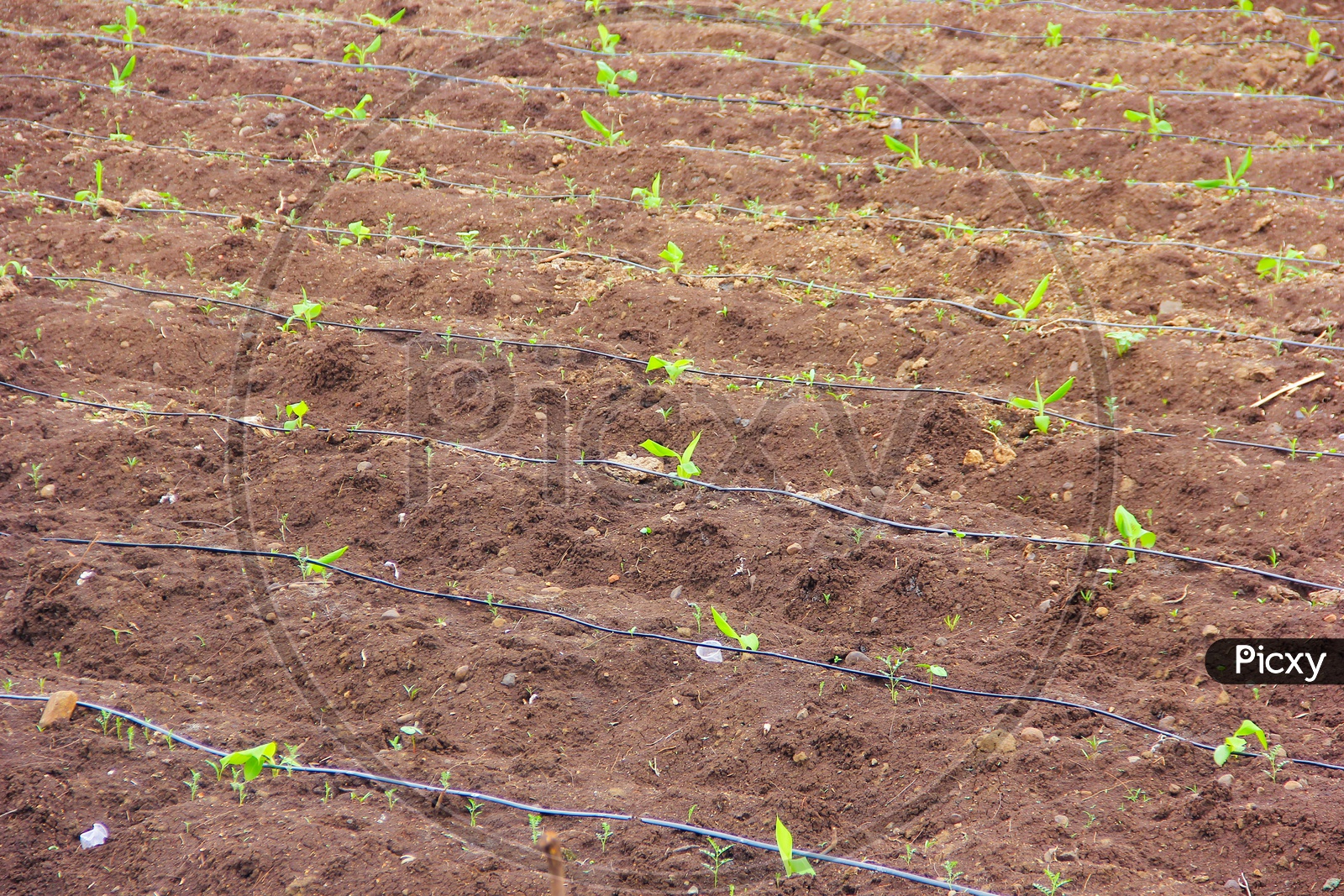 Banana Plant Saplings In The Field