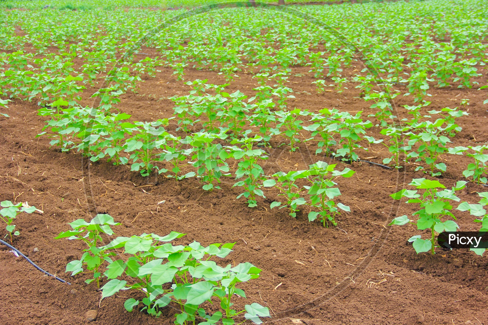Cotton Crop Plants In The Farming Field