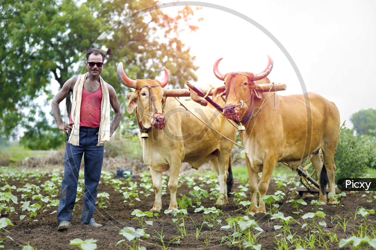 Indian Farmer in an Agricultural field with his bullocks and Posing to camera