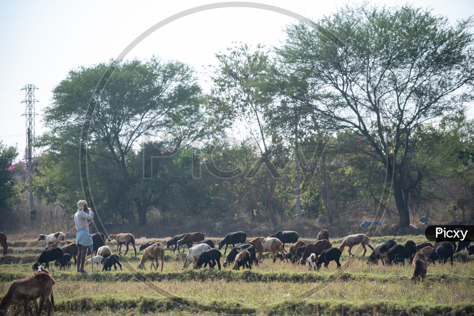 A Shepherd Feeding His Cattle in The Fields Of Telangana Villages