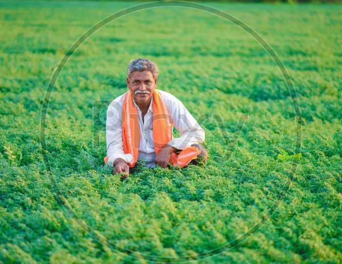 An Indian Farmer in Green Chickpea Fields