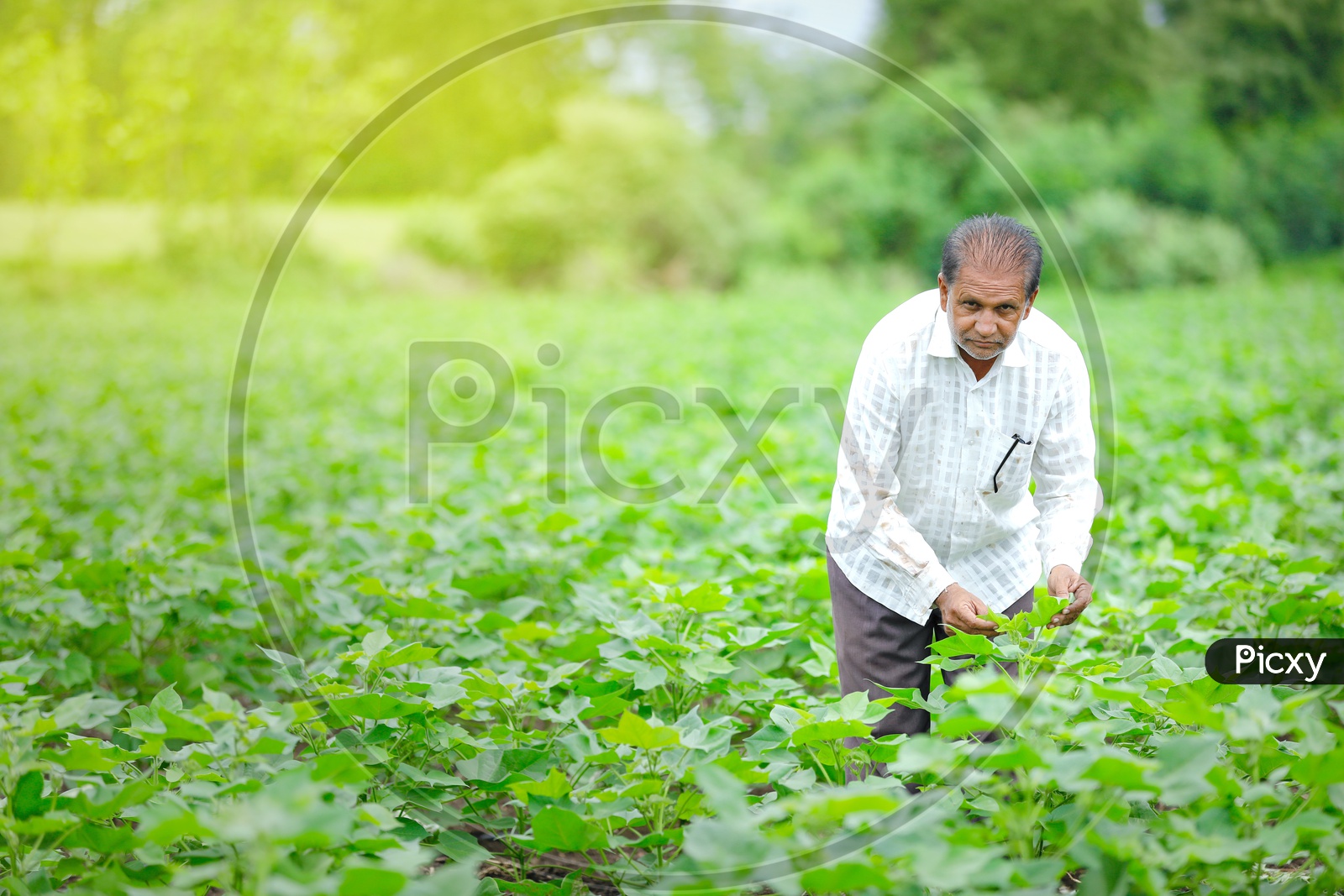 Indian Farmer in Green Cotton Crop  Farming Field
