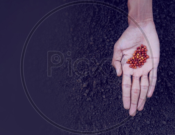 Pigeon pea  Seeds in a Farmers Hand For Seeding in Soil