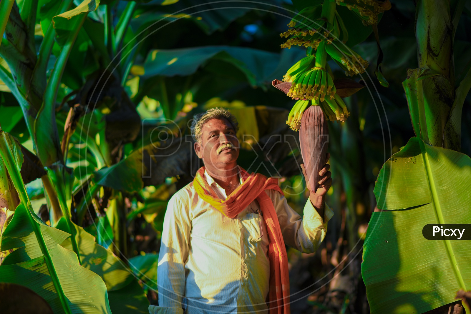 Indian Farmer With Banana Crop Yield