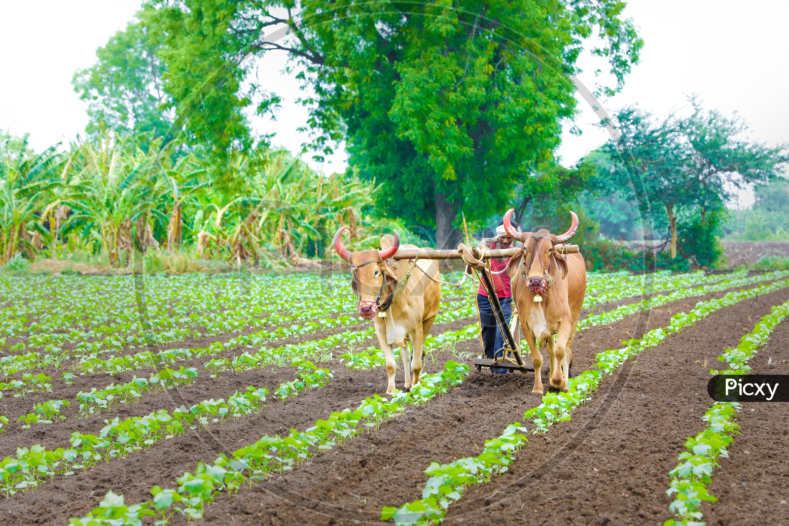 Indian Farmer Ploughing An Agricultural Field With Bullocks