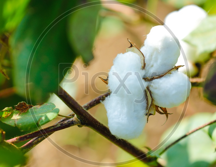 Cotton Flower Closeup Shot