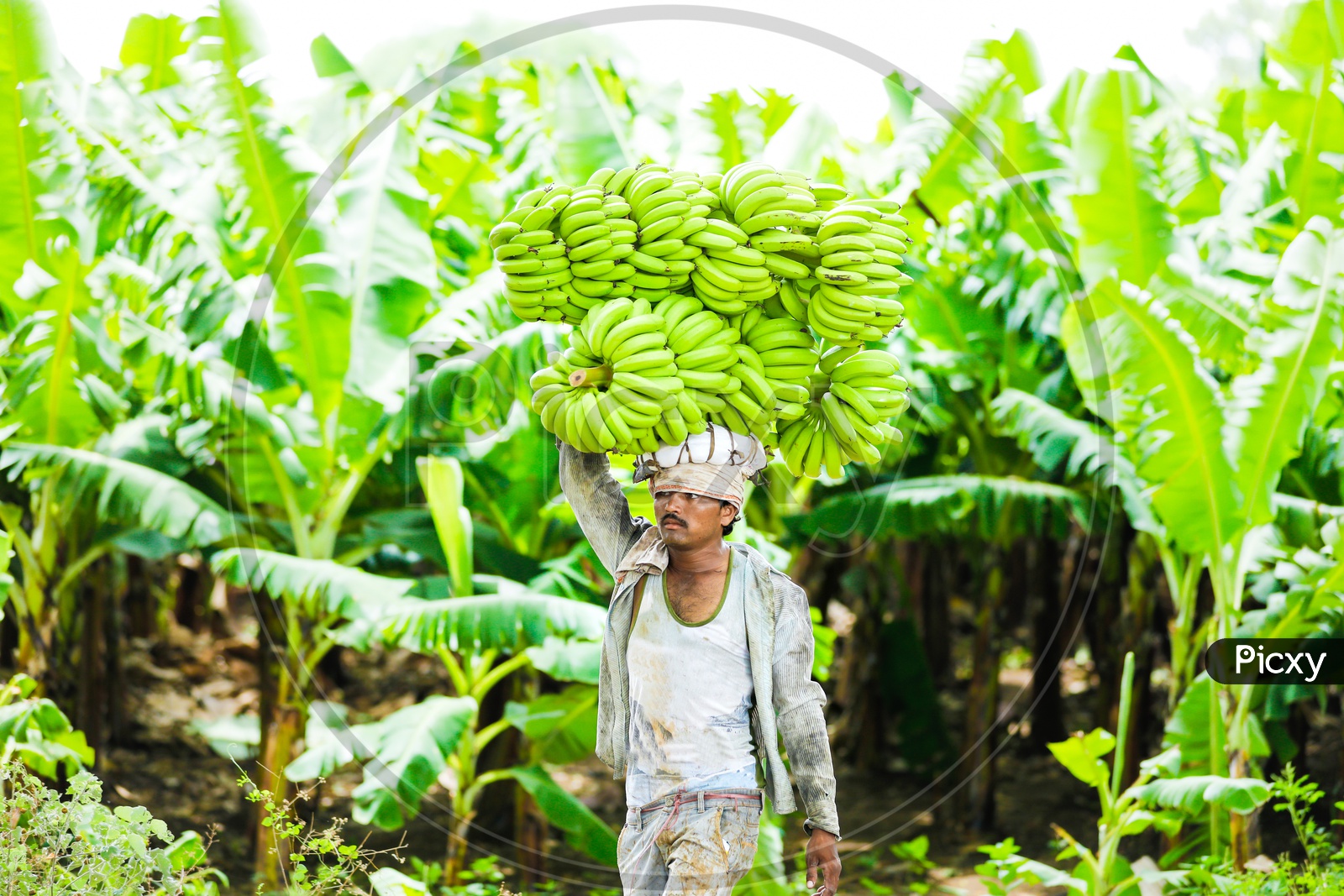 Farmer in Banana Farm