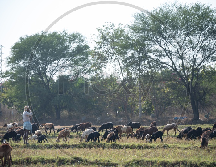 A Shepherd Feeding His Cattle in The Fields Of Telangana Villages
