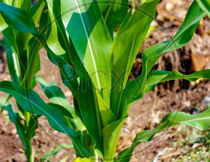 Maize Plants In a Farming Field