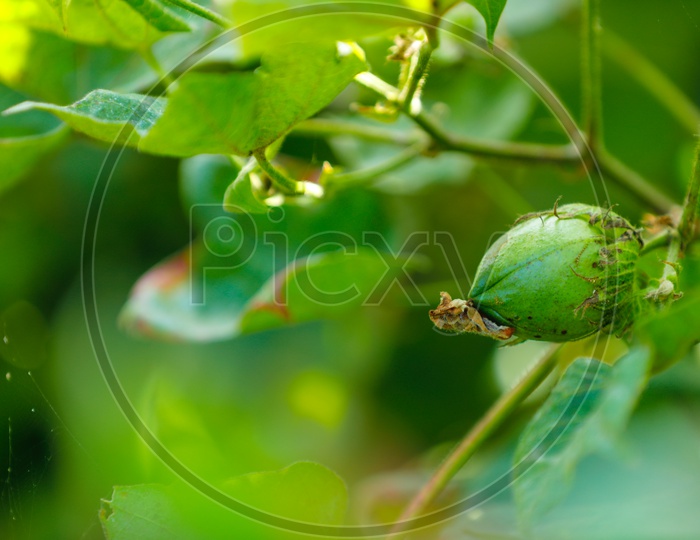 Cotton Fruit Closeup Shot