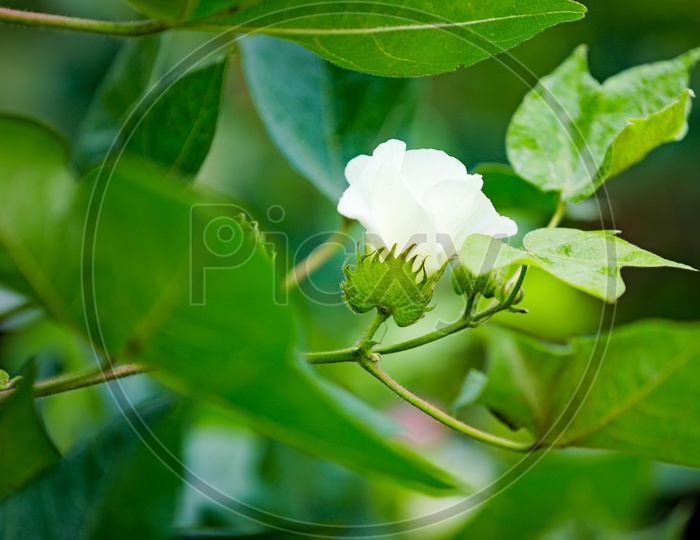 Cotton Plant Flower  Closeup Shot