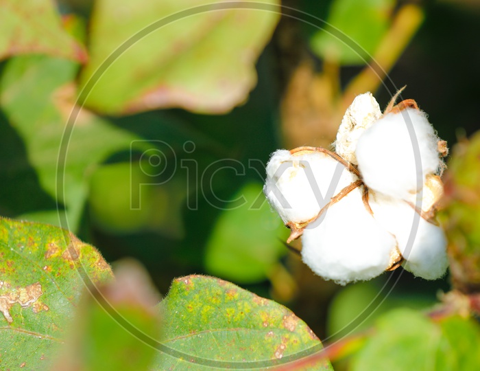 Cotton Flowers From a Cotton Fruit Closeup Shot