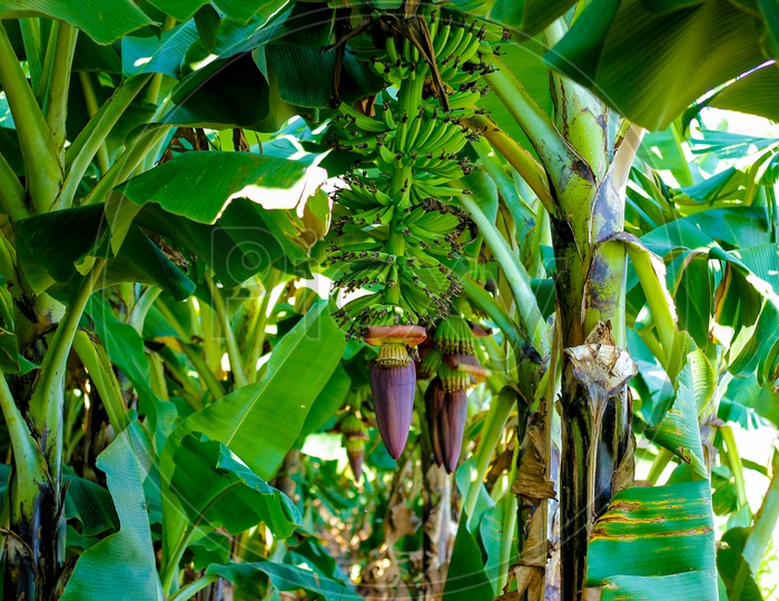 Banana Yield in Green Banana Field