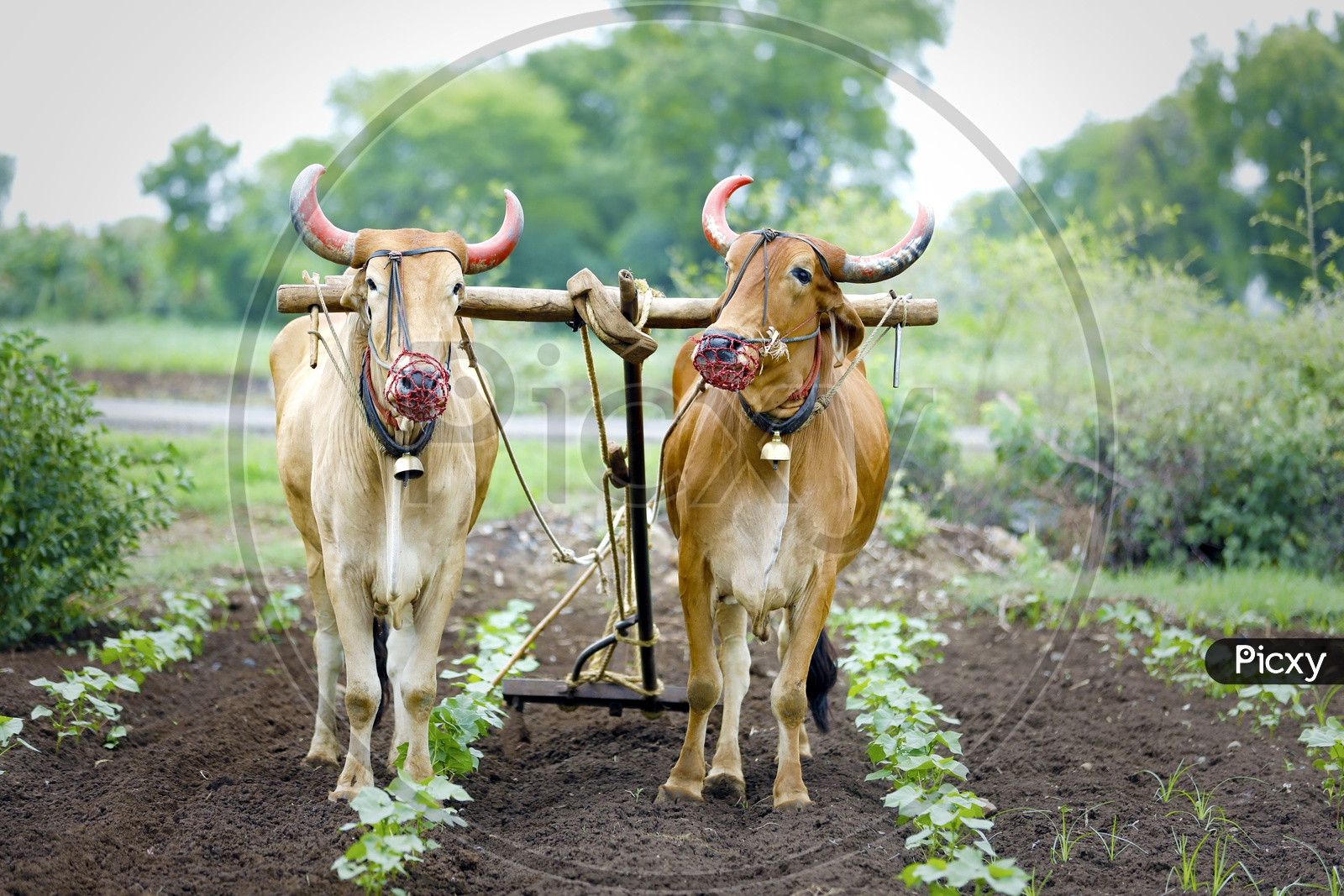 Bullocks Ploughing In Indian Agricultural Fields