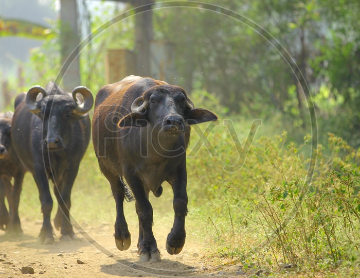Indian   Cattle / Cow / Buffaloes in Rural Villages