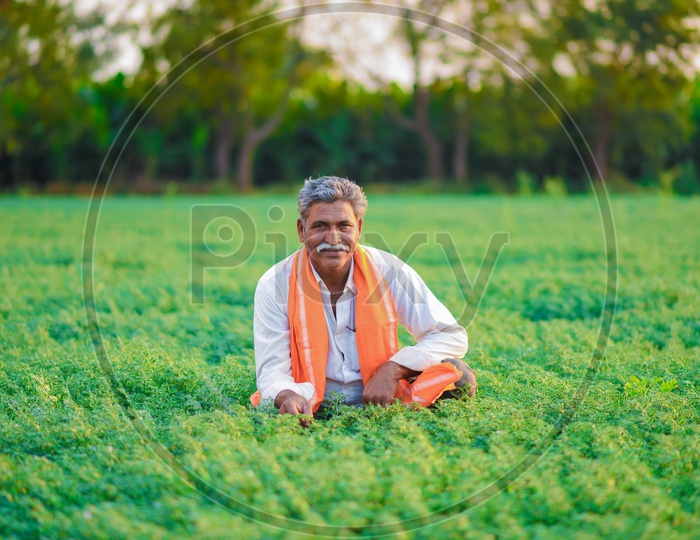 An Indian Farmer in Green Chickpea Fields