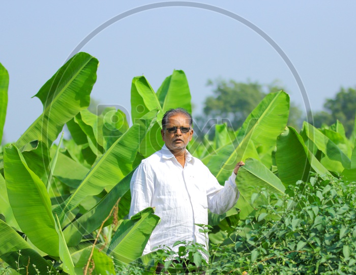 Indian Farmer in a Banana Farming Field