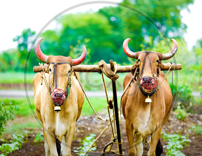 Bullocks Ploughing In Indian Agricultural Fields