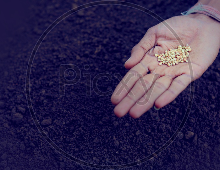 Jowar Seeds in a Farmers Hand For Seeding in Soil