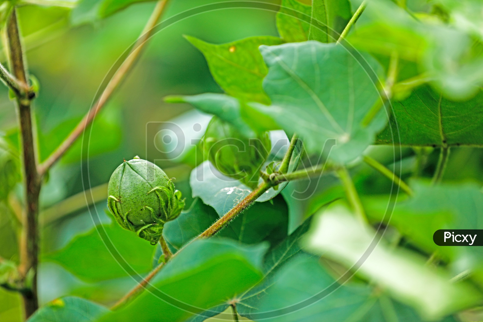 Cotton Plant Fruit Closeup Shot