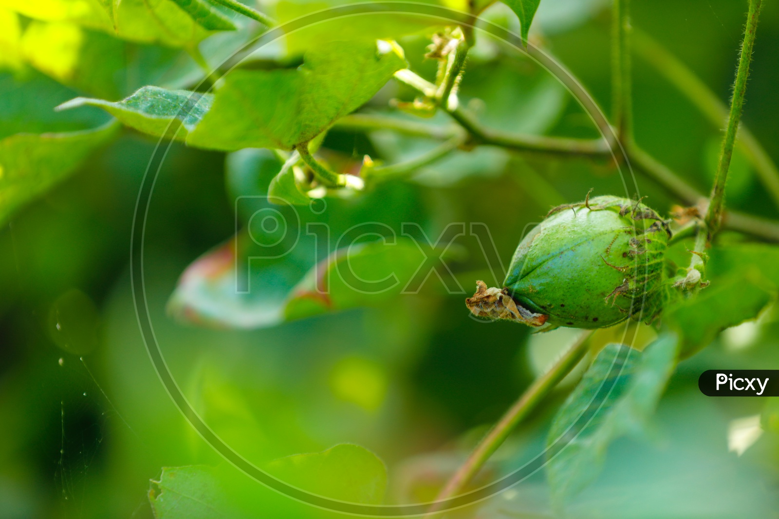 Cotton Fruit Closeup Shot