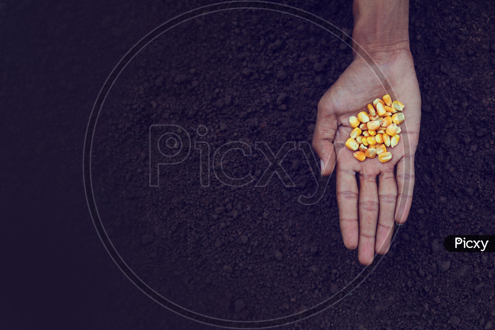 Maize / Corn Seeds in a Farmers Hand For Seeding in Soil