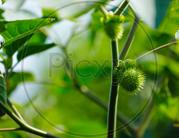 Fruits of Thorny creeping Plant Pedalium Murex