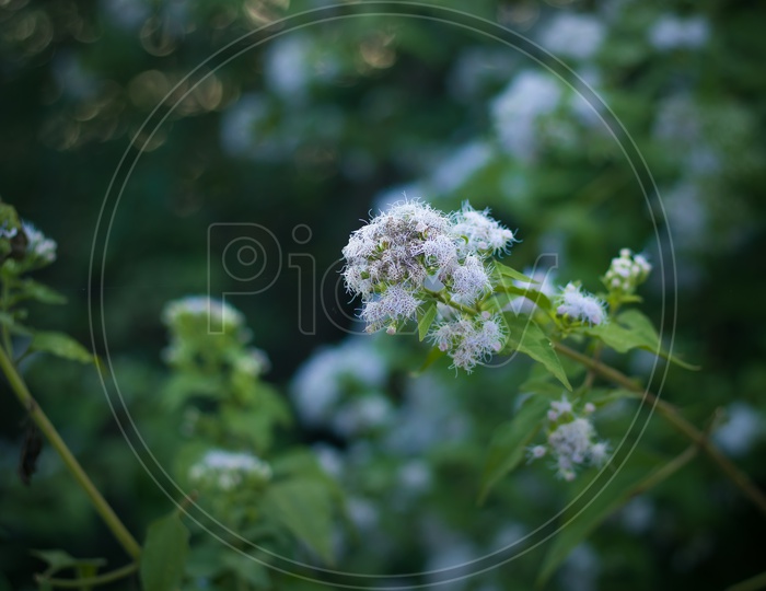 white flower plants with green leafs background. purple flower macro closeup with blurred background