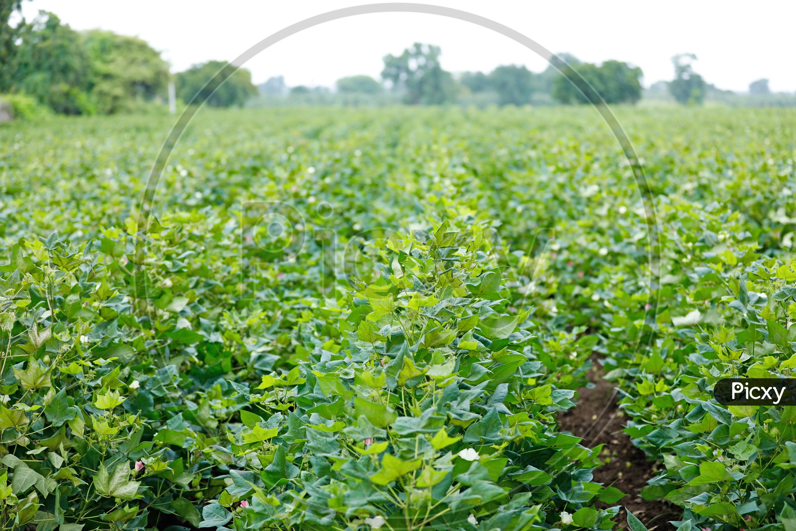Green Cotton Crop in Farming Field