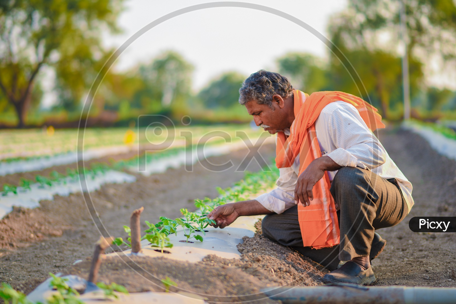 Indian Farmer In Cotton Crop Field