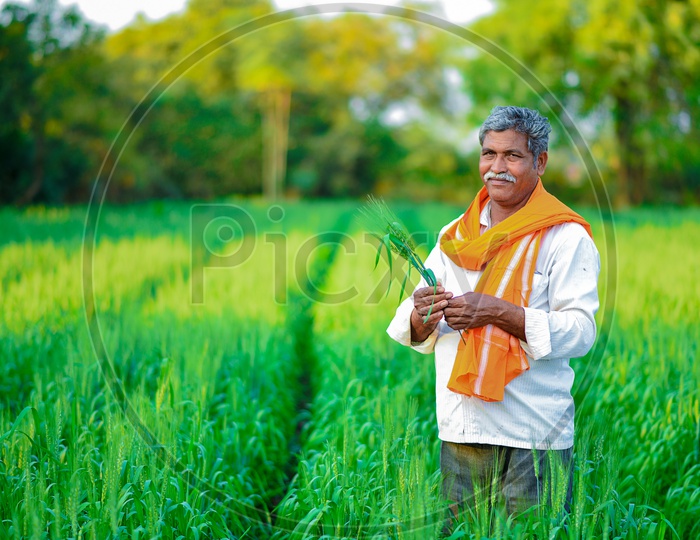 Green Wheat Fields - Indian farmer