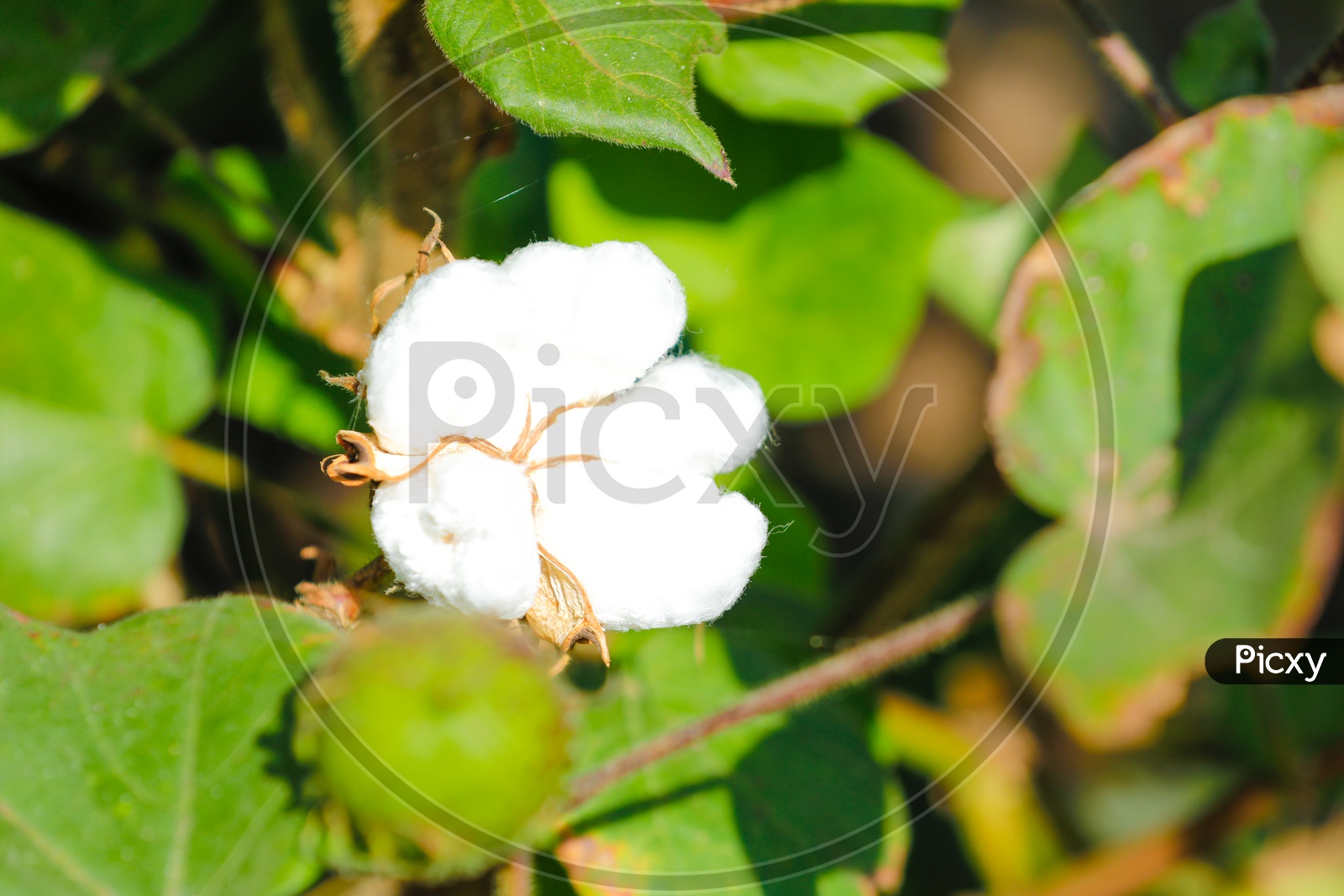Cotton Flower Closeup Shot