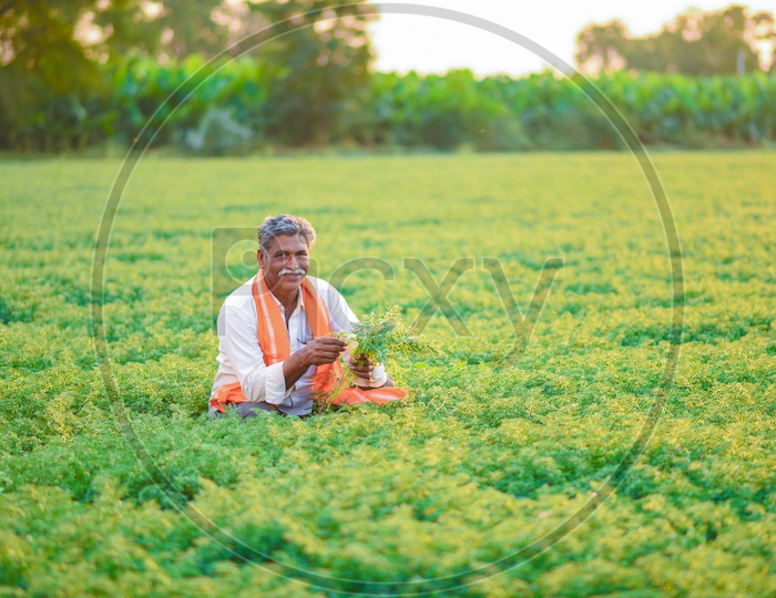 A Farmer in His Green Chickpea Field with Yield in Hand