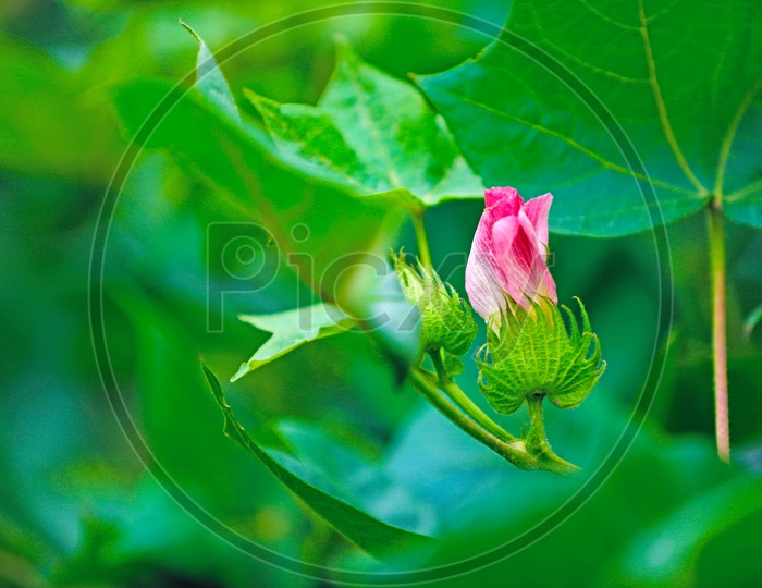 Cotton Plant flower  Closeup Shot