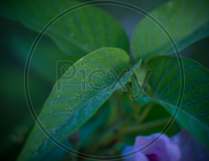white flower plants with green leafs background. purple flower macro closeup with blurred background