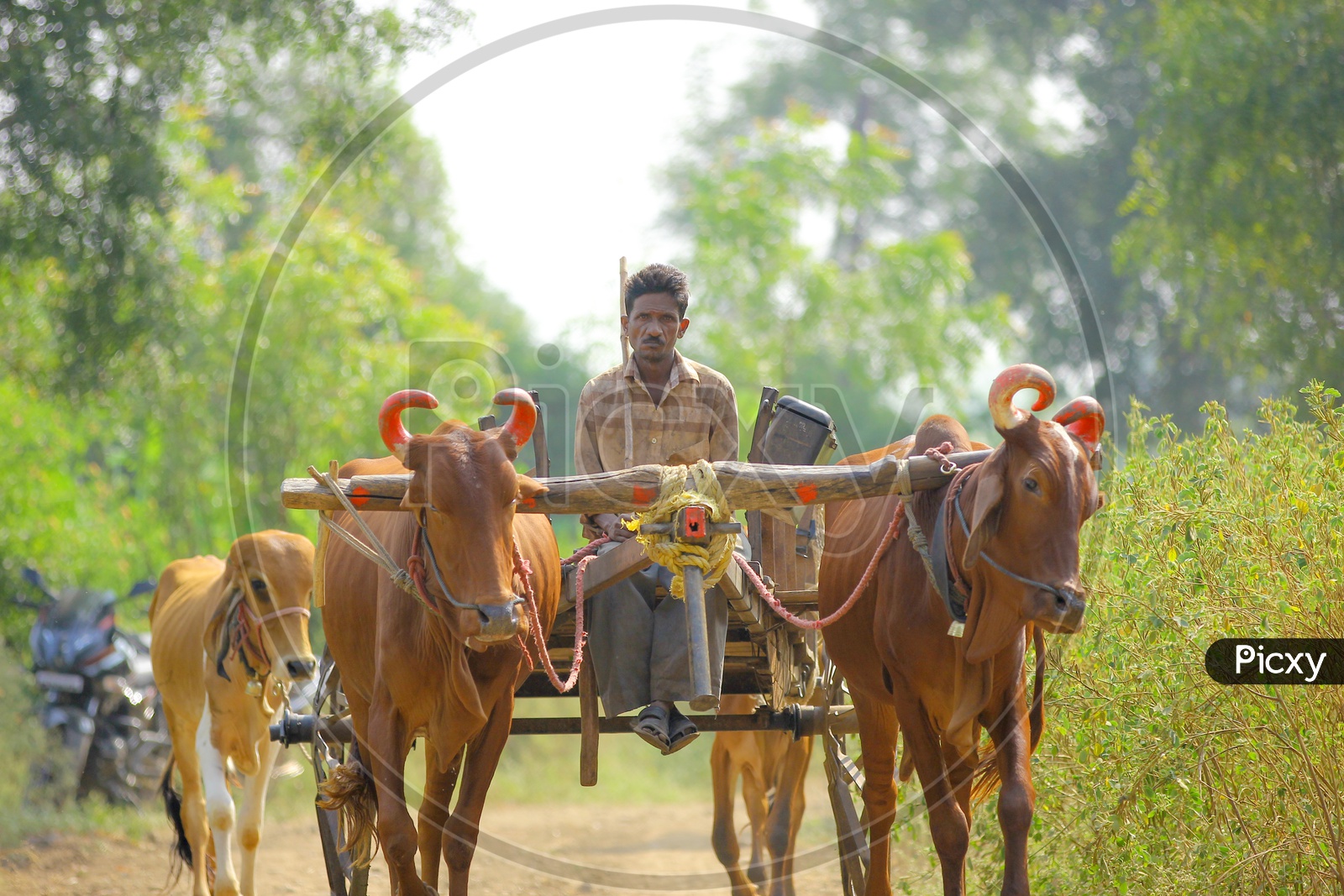 Indian Farmer riding a bullock cart in Agricultural field